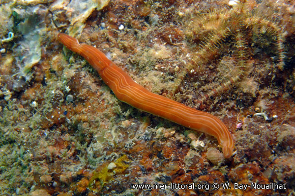 Представитель Семейства Drepanophoridae